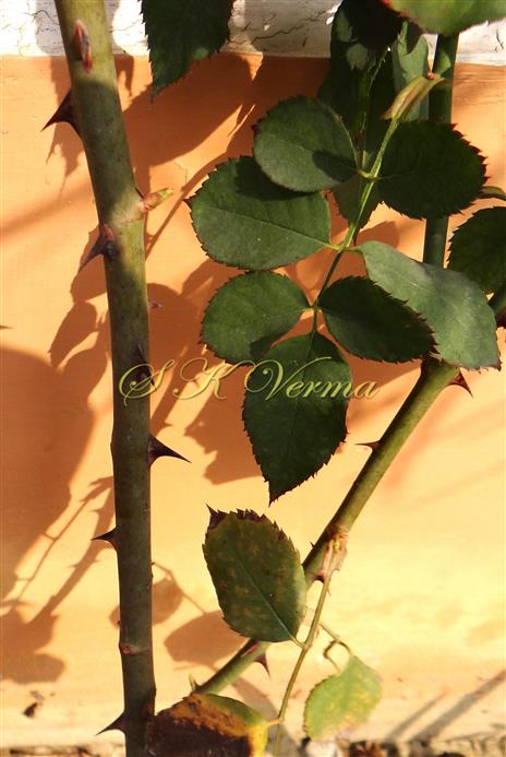  Branches with prickles